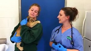 17K views · 619 reactions | Born October 28 to parents Zola and Mramba, meet the newest addition to the Zoo! | The Virginia Zoo | Facebook