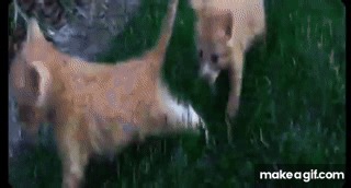 tdf - love5you teaser on Make a GIF