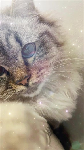 Coco Puff 😍 #foryou #catsoftiktok #munchkin #munchkincats