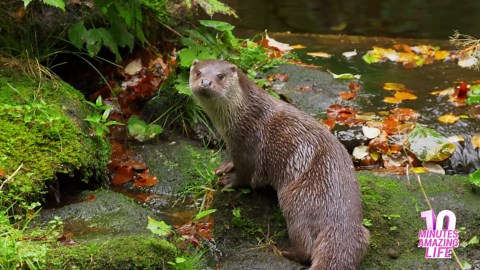 Eurasian Otter in the Green Forest