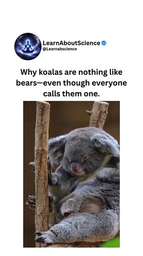 Learn About Science on Instagram: "Koalas aren’t actually bears, despite what their nickname suggests. They’re marsupials—mammals that raise their young in a pouch during early development. Although they look soft and fluffy, a koala’s fur is closer to coarse wool than fur. This texture helps protect them from rain and harsh sunlight while they spend most of their lives in trees. Their bodies are perfectly adapted for climbing. Koalas have two opposing thumbs on each hand, rough gripping pads, a