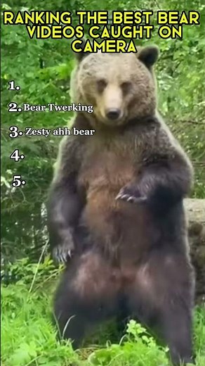 Ranking The Best Bear Videos Caught On Camera!