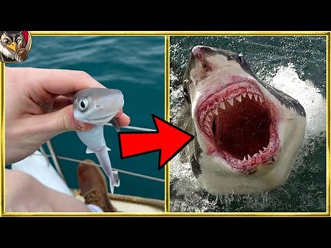 15 Baby Animals that Have Grew Up