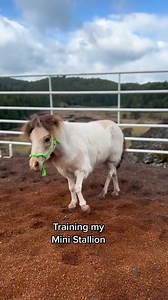 Training my Mini Stallion, Rivie! 🐴 | Star Point Horsemanship