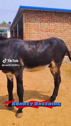 Today Horse Breeding meeting video #horses #breeding #donkeybreeding #meeting #fyp #tiktok #virals #horsebreedingvideo #breedinghorse #fypbreeding #fypmeeting