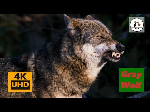 Gray Wolf | The Silent Hunter of the Wild Forest 🐺