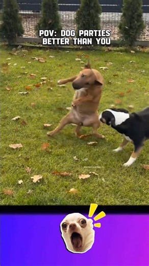 POV: Even Your Dog Parties Better Than You 🐶🔥