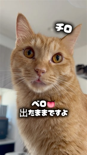 【保護猫じゃじゃまる】よくしまい忘れてカピカピなってる😂高評価・チャンネル登録お願いします。 #じゃじゃまる #猫 #cat #保護猫 #子ネコ #猫のいる暮らし #ねこ #保護猫と暮らす