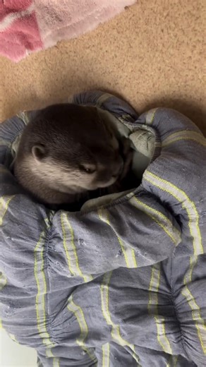 Otter says: ‘Gotta keep my face shiny and cute!’ 😄🦦 | Otter Melonpan