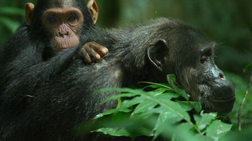 Chimp Empire Season 1