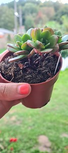 Aeonium Sedifolium - Etsy.de