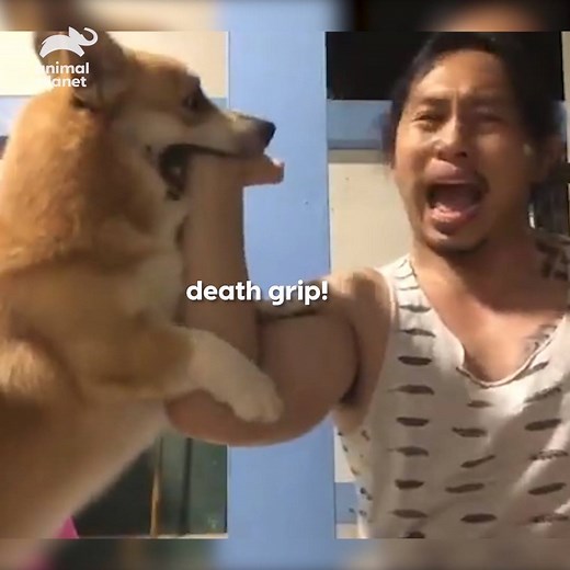 This corgi is a master martial artist! #AnimalTales | Animal Planet