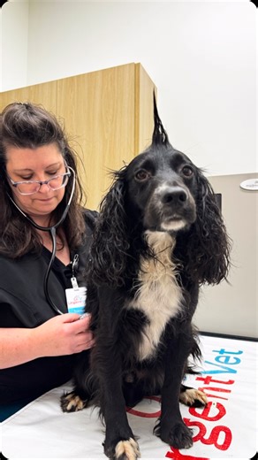 92 reactions · 17 comments | Having an English Cocker as a hunting companion and family member is an adventure every day. As a nice “welcome home from Alaska” gift he treated me to an impromptu trip to the emergency vet. He did twisted up his shoulder somehow and we were worried it was broken. Good news is he’s gonna be fine, nothing broken. 臘‍♂️ . . . . #dogowner #huntingdog #doglover #englishcockerspaniel #doggy | Nick's Wild Ride | Facebook