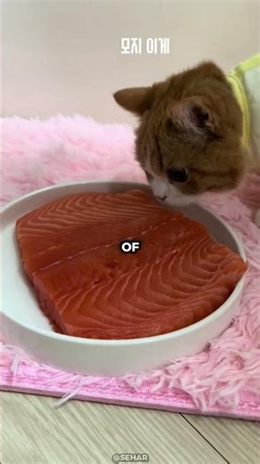 Grumpy Kitten REFUSES to Cheer Up. Until This Happens 🐱