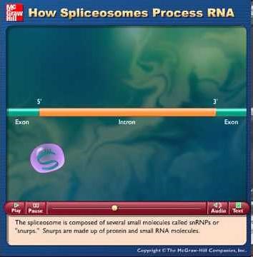 How Spliceosomes Process RNA