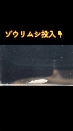 稚魚にゾウリムシ給餌：成長の第一歩