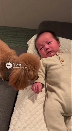 トイプードルが泣きそうな赤ちゃんのそばに寄り添う