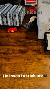 23K views · 28K reactions | He loves to trick me #MonkeySeeMonkeyDoRanch #minimoomafia #lifewithpreston #crackchicken #cockatoo #livingmydream #blessed #thankyouforyoursupport #ThankYouJesus #fypシ゚viralシ #fypageシ #fyyyyyyyyyyyyyyyyyyyyyyyyyyyyyyyyyyyyyyyyyyyyyyyyyyyyyyyyyyyyyyyyyyyyyyyyyyyyyyyyyyyyyyyyyyyyyyyyy #fypシ #fy Charity Redd Zac Story | Cortney Blair Redd | Facebook