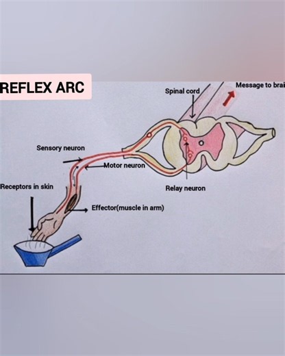 How to draw reflex arc easily / reflex arc diagram /class 10 science diagram