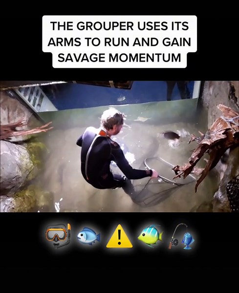 Goliath Grouper: The Cruel Mistress of the Ocean