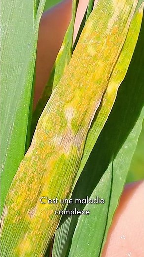 Yellow rust: be alerted before it's too late