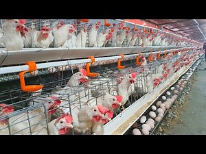 Modern Ultra Chicken Farming - Harvesting 15000 eggs are produced per day