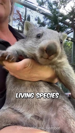 Meet the Wombat 🥰
