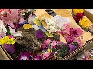 【猫/お葬式】長男猫との最期のお別れ。10年間ありがとう
