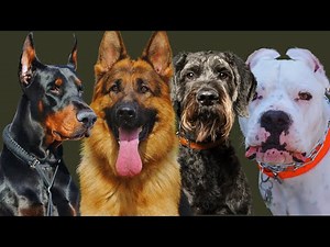Top 15 Guard Dogs in the World: Best Breeds for Protection and Security