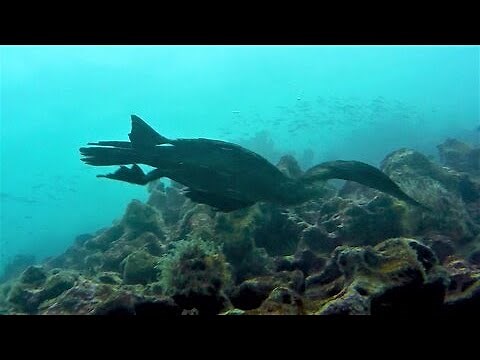 Scuba diver films aquatic bird catching fish 40 feet underwater