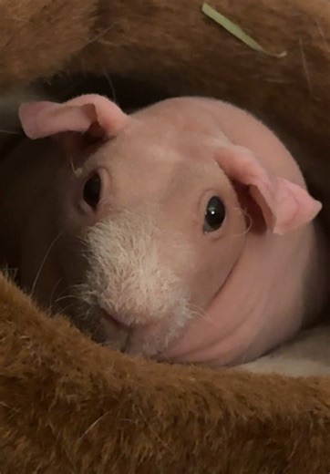 Meet Bibi: Your New Favorite Skinny Pig!