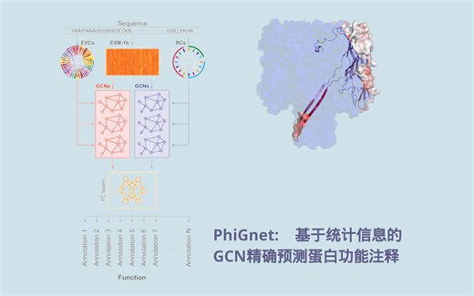 PhiGnet:基于物理和进化统计信息的图神经网络精确预测蛋白功能注释01论文概览