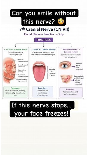 Facial Nerve (CN VII) Functions in 15 Seconds!