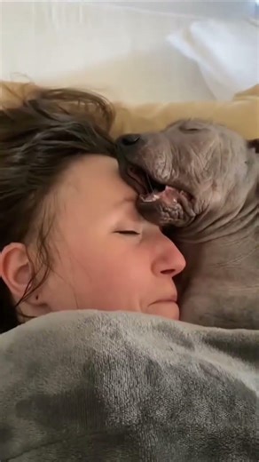 Dogs like to snuggle up to their owners when they sleep 😂😂 #funny #funnyvideo #dog #funnydog#cute