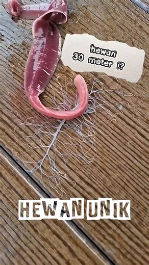 Hewan Ini Panjangnya 30 Meter! Senjata Putihnya Bikin Merinding 😱