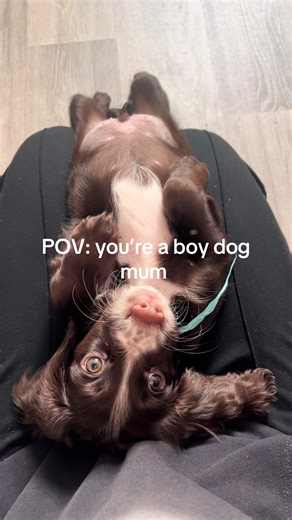 Boy Dog Mom POV: Cocker Spaniel Puppy Love
