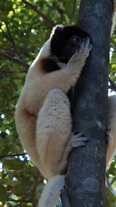 Lemur licking its paw on tree #lemur #lick #forest #evening #paw #tree #aw #nature #wildlife HA65799 | HAWI Studios