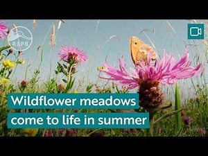 Walk through a buzzing wildflower meadow | RSPB Nature Breaks