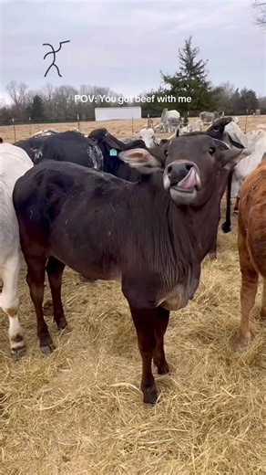 Nelore cattle are rare in the United States, even though they are the foundation of Brazilian beef production and global Bos indicus genetics. Black-pigmented Nelore are even more uncommon due to long-term selection for lighter coat color in tropical environments. These calves represent genetic diversity, adaptability, and efficiency—traits that matter for the future of sustainable beef production in challenging climates. Raising awareness, one calf at a time. #Nelore #BlackNelore #CattleGenetic