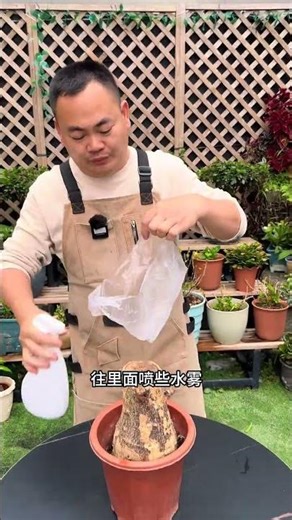 EASY Money Tree Pruning: Step-by-Step Guide