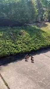 3.9M views · 13K reactions | They’re red, have pincers that can draw blood and are quickly taking over a handful of Michigan ponds. The red swamp crayfish are in Michigan, and the fear is that they could be here to stay. DETAILS: https://bit.ly/2LLBzXb | WXYZ-TV Channel 7 | Facebook