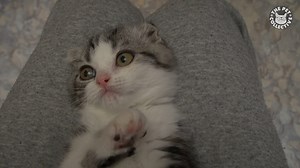 1.9M views · 26K reactions | Happy Friday! Here's 30 adorable baby pets to kickstart your weekend! | The Pet Collective | Facebook