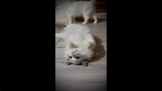 14 reactions | Bilius has that chill Ragdoll vibe down pat! | Genotype Cats - Ragdoll Cats | Facebook