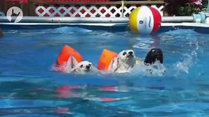 9.2K views · 232 reactions | Dogs Love Swimming | Awesome Animals | Facebook