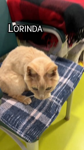 From Lorinda: “I am a cat that you would notice immediately is very different. But I bet the thing that you find different about me is not the same as what I see. People always look at me and see that I have deformed legs and walk funny. Some feel sorry for me and walk away without even giving me a chance to introduce myself. But some do look past my legs to notice two things that are quite special about me. First, and the one that I love the most, is that I am an orange cat. We orange girls are