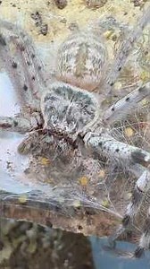 My Spider ARMY was a success! 🤤