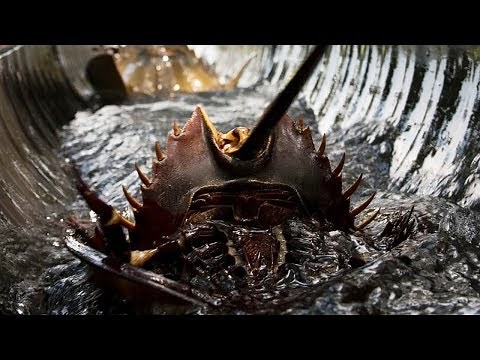 現存する地球最古の生物