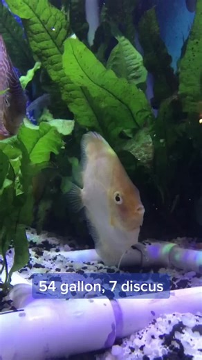 Grumpy Discus on TikTok