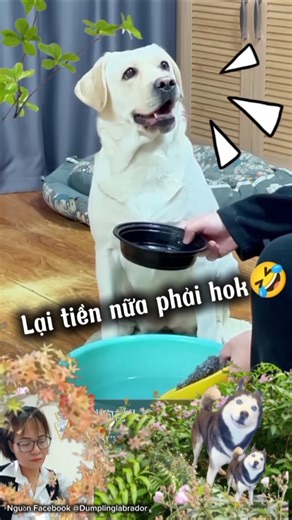 Đây🤣 Có xiền rồi nè 🤣