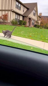 727K views · 22K reactions | A car driver mischievously honks the horn, startling a cat carrying a bird it caught. The startled cat drops its prey, allowing the bird to fly away, leaving the cat comically dumbfounded. | Drama with Vu | Facebook